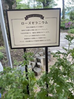 ハーブ庭園旅日記勝沼庭園見学風景