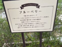 ハーブ庭園旅日記勝沼庭園見学風景